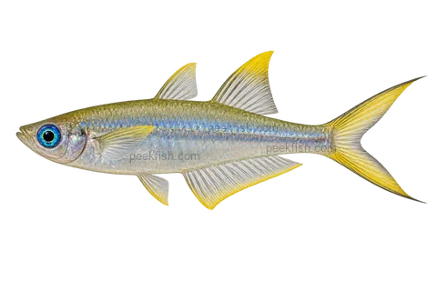 Pseudomugil furcatus — adult male AI side-view illustration