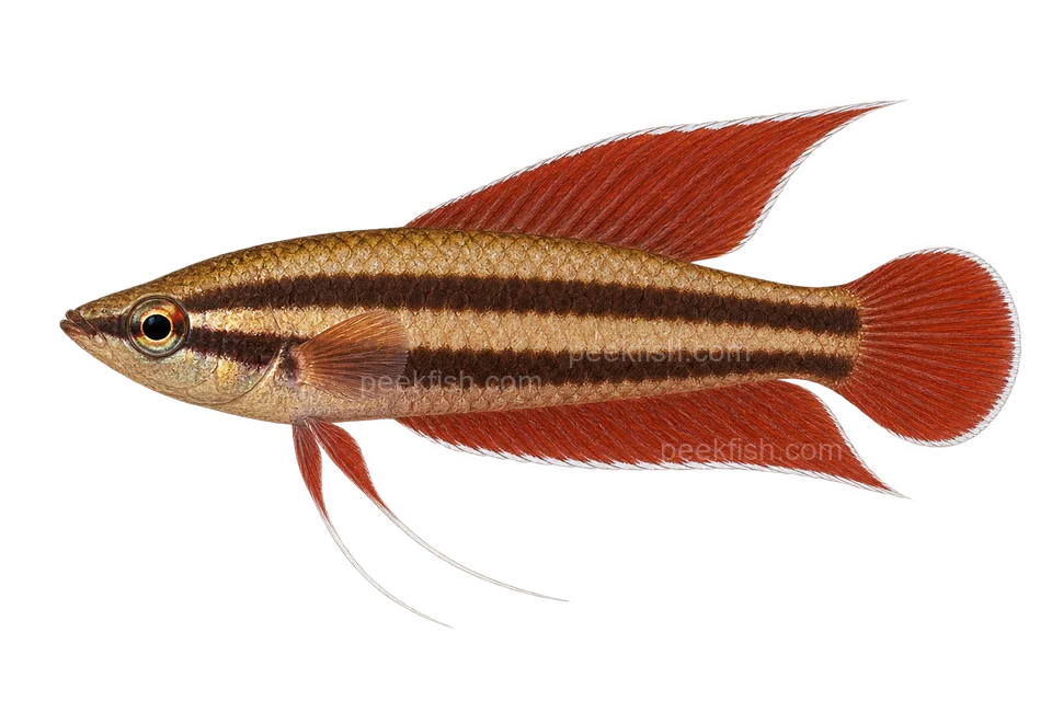 AI illustration of Parosphromenus anjunganensis, complete left-facing side view