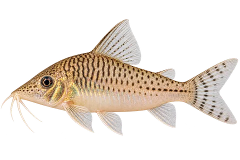 Corydoras fulleri完整左向侧面AI示意图