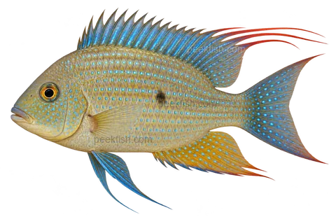 Acarichthys heckelii完整左向侧面AI示意图