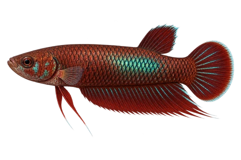Betta coccina成年雄鱼完整左向侧面AI示意图