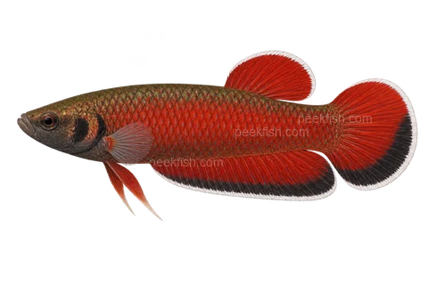 Betta channoides — natural-colour adult male; AI-generated left-facing side-view illustration