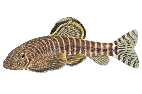 Labigastromyzon changtingensis 成体代表外观,朝左透明侧面AI示意图,非实拍。