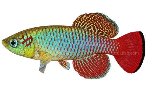 Nothobranchius guentheri, adult male left-facing AI illustration; Natural-colour adult male; reference locality retained, artwork locality not certified