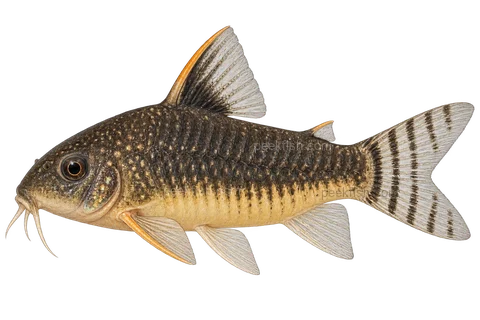 AI illustration of Hoplisoma gossei, complete left-facing side view