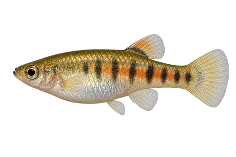 Neoheterandria elegans 自然型成年雌鱼AI示意图。