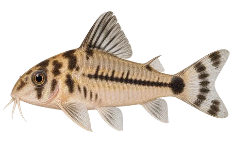 Hoplisoma boesemani完整左向侧面AI示意图