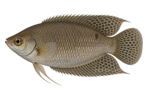 Java combtail — natural-colour adult male; AI-generated left-facing side-view illustration