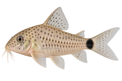 AI illustration of Hoplisoma caudimaculatum, complete left-facing side view