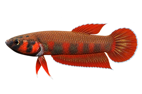 Betta rubra完整左向侧面AI示意图