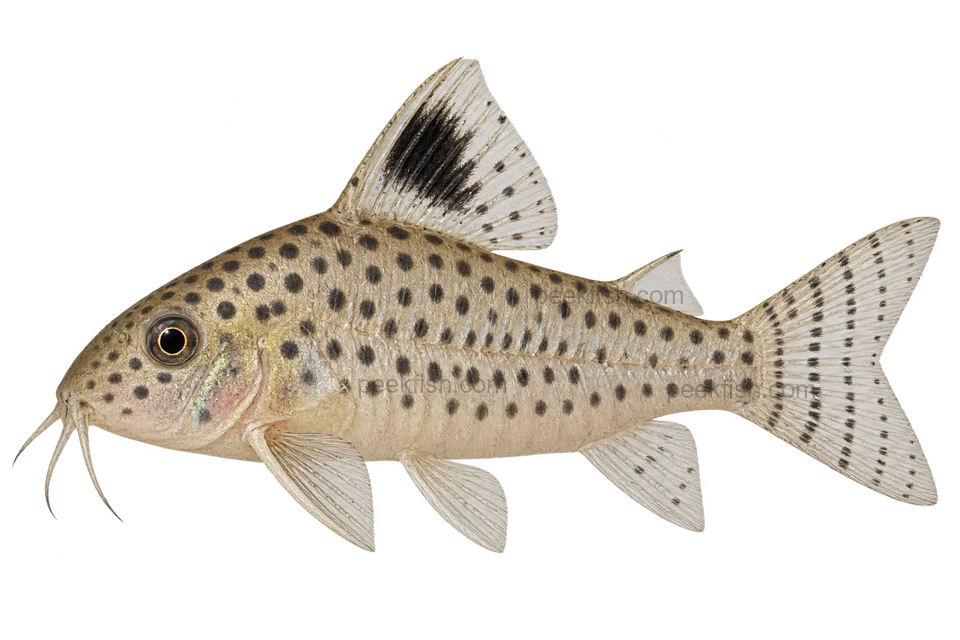 Hoplisoma copei完整左向侧面AI示意图