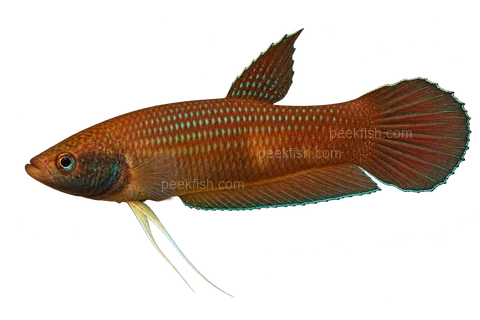 AI illustration of Betta cracens, complete left-facing side view