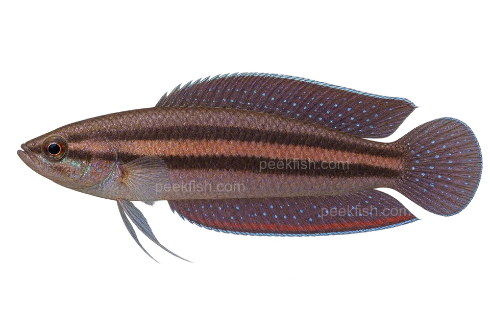 AI illustration of Parosphromenus paludicola, complete left-facing side view