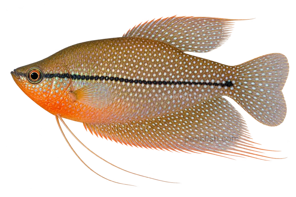 Pearl gourami — Natural-coloured adult male; AI-generated side-view illustration