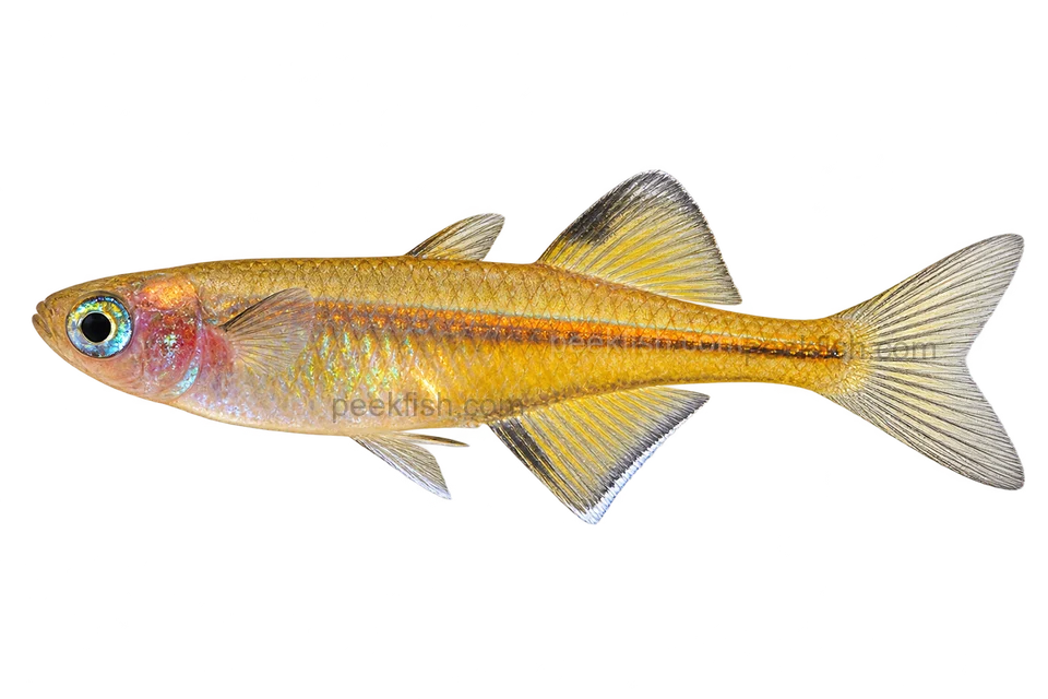 Pseudomugil signifer, natural-form representative in left-facing lateral AI illustration; not a photograph.