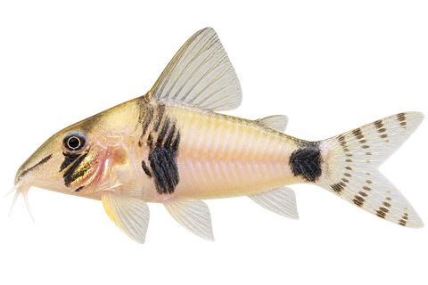 Corydoras desana 朝左透明侧面AI示意图