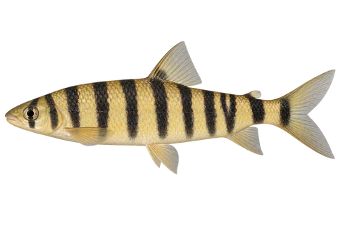 Banded leporinus — left-facing natural adult, AI-generated illustration