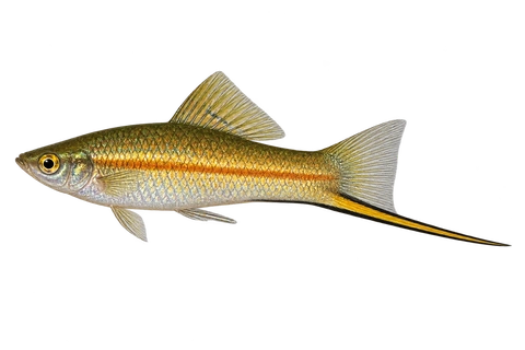 Xiphophorus kallmani 成年雄鱼左向AI示意图,黄铜金属体侧、细橙纵线与黑边长剑。