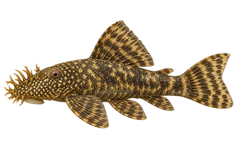 AI illustration of adult Ancistrus claro in left-facing side view; not a photograph.
