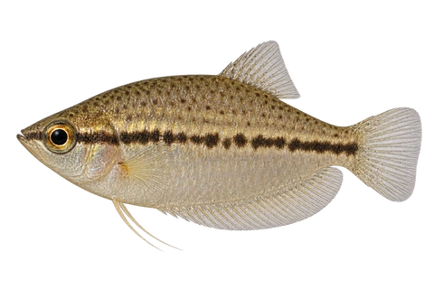 Parasphaerichthys lineatus完整左向侧面AI示意图