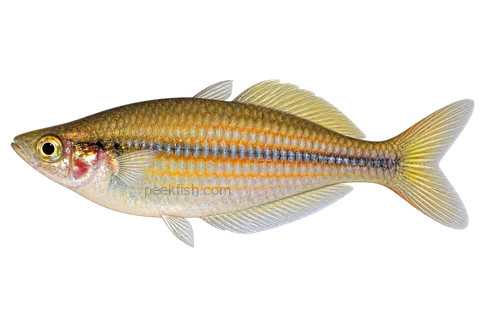 Melanotaenia mairasi, female representative in left-facing lateral AI illustration; not a photograph.