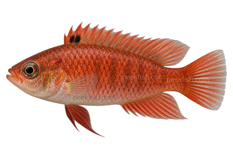 Flame red badis — Natural red-form adult male; AI-generated illustration
