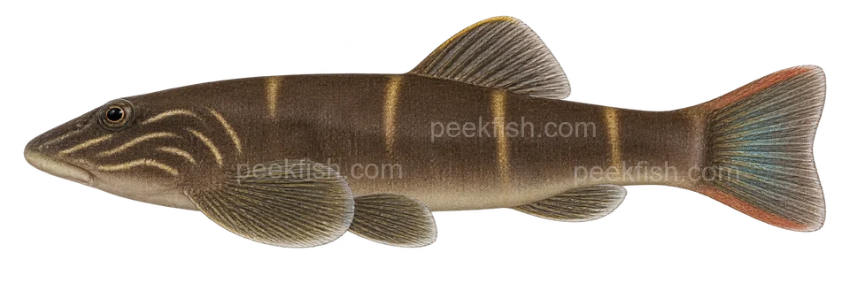 Gastromyzon ornaticauda: natural-colour, left-facing lateral AI illustration, not a photograph; intended representative adult form, sex unspecified; no specimen, exact-stage or expert identification is claimed.