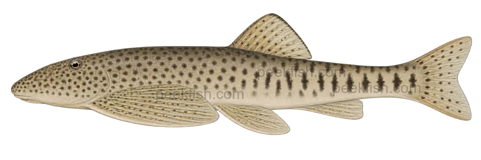 Labigastromyzon fangi: natural-colour left-facing lateral AI illustration, not a photograph; representative adult-form intent, sex unspecified; no specimen, exact-stage or expert identification is claimed.