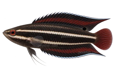 AI illustration of Parosphromenus sumatranus, complete left-facing side view