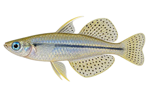 Pseudomugil gertrudae — adult male AI side-view illustration