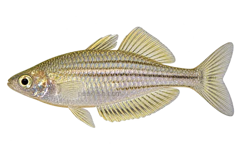 Melanotaenia wilsoni, natural-form representative in left-facing lateral AI illustration; not a photograph.