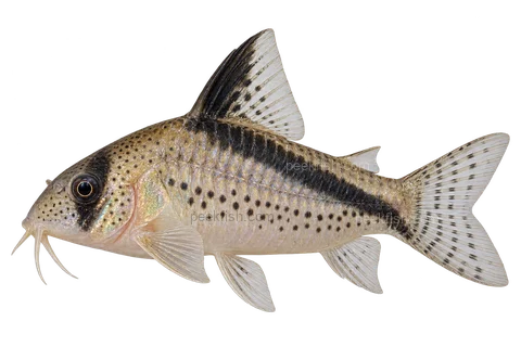AI illustration of Hoplisoma loxozonum, complete left-facing side view