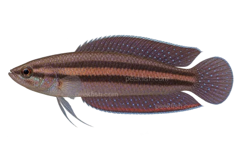 AI illustration of Parosphromenus paludicola, complete left-facing side view