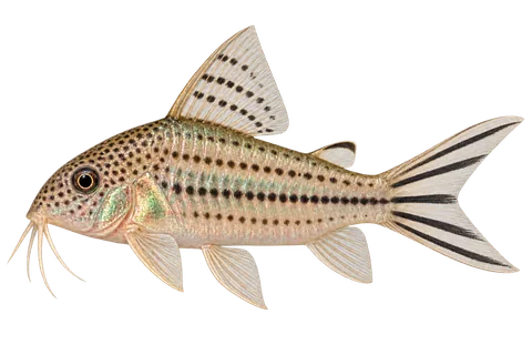 Brochis robineae,朝左的AI生成示意插画