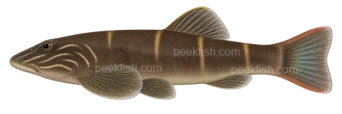 Gastromyzon ornaticauda: natural-colour, left-facing lateral AI illustration, not a photograph; intended representative adult form, sex unspecified; no specimen, exact-stage or expert identification is claimed.