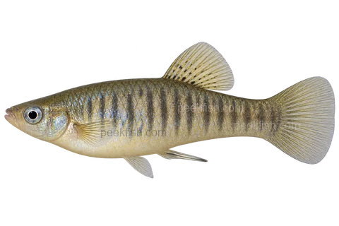 Left-facing barred adult male Poecilia vivipara AI illustration with silver-grey vertical bars and a pale yellow belly.