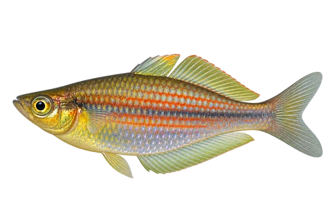 Melanotaenia ogilbyi Timika来源代表外观,朝左透明侧面AI示意图,性别未注明。