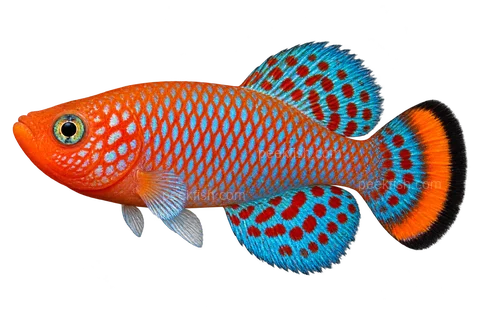 Nothobranchius rachovii, representative adult male AI side-view illustration facing left