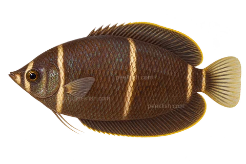 AI illustration of Sphaerichthys osphromenoides, complete left-facing side view
