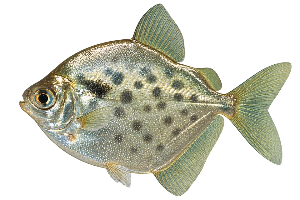 Metynnis maculatus 成体代表外观，朝左透明侧面AI示意图，非实拍。