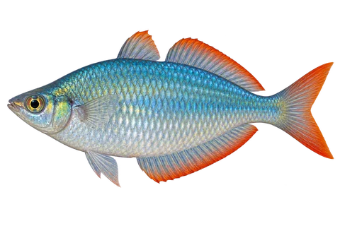 Melanotaenia praecox (Melanotaenia praecox) AI示意图