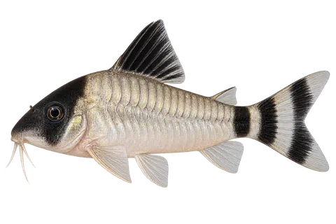 Hoplisoma oiapoquense完整左向侧面AI示意图
