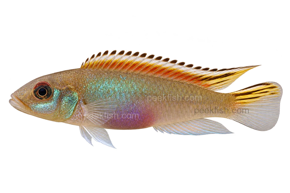 Nanochromis parilus 成体朝左透明侧面示意图