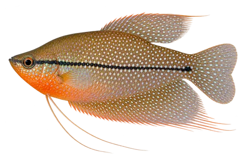 珍珠马甲 (Trichopodus leerii) AI示意图