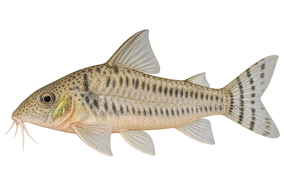 AI illustration of Corydoras aurofrenatus, complete left-facing side view