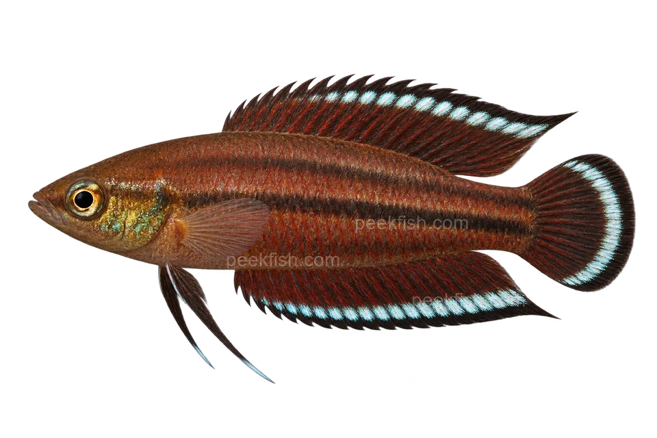 AI illustration of Parosphromenus nagyi, complete left-facing side view