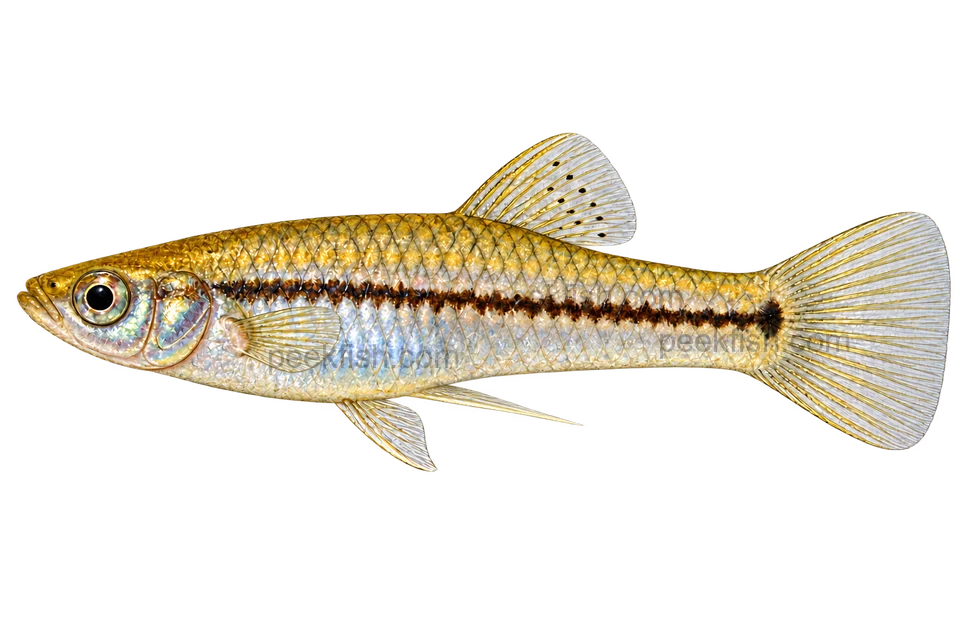 Left-facing male Xiphophorus continens AI illustration, silver-gold body, dark stripe and ordinary tail.