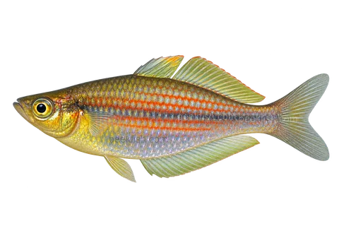 Melanotaenia ogilbyi Timika representative left-facing AI illustration, sex unspecified