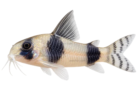 Hoplisoma tukano left-facing AI illustration