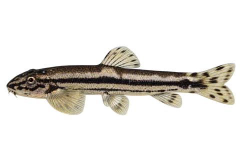Yaoshania pachychilus 成体代表外观,朝左透明侧面AI示意图,非实拍。